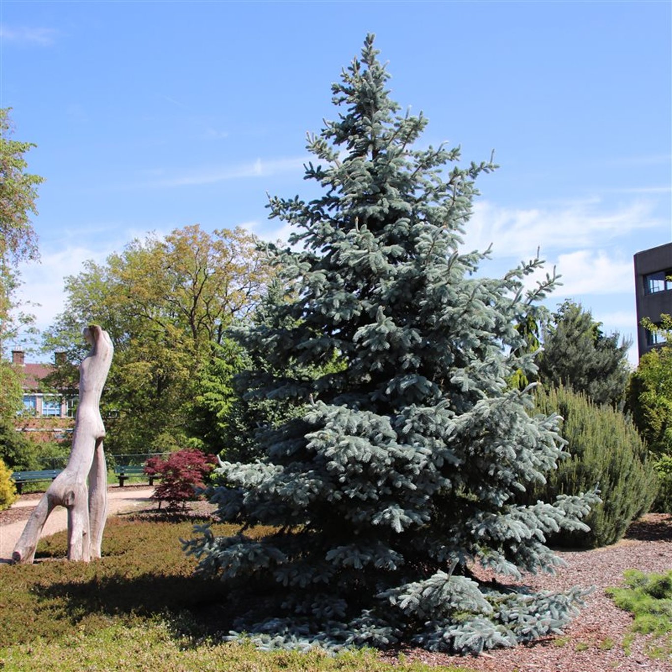 Picea pungens 'Hoopsii' - C5 40-50 CM